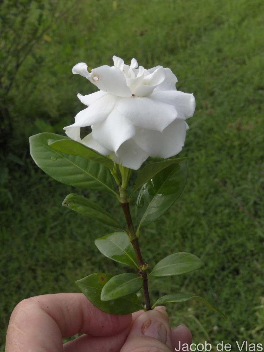 Gardenia jasminoides J.Ellis